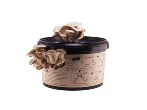 Fungi Factory - Oesterzwammen Kweekset